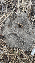Dorymyrmex bureni