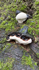 Ganoderma