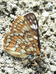 Euphydryas cynthia