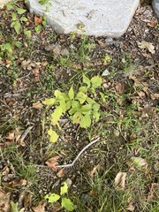 Ptelea trifoliata