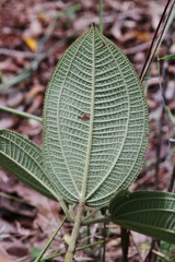 Miconia dependens