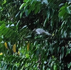 Eudynamys scolopaceus