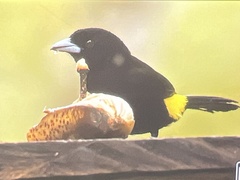 Ramphocelus flammigerus icteronotus