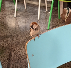 Passer domesticus