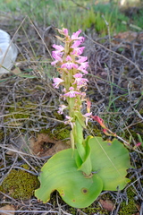 Satyrium erectum