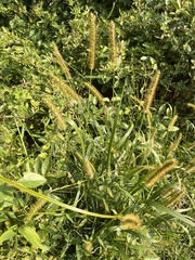 Setaria