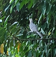 Eudynamys scolopaceus