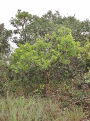 Aegiphila verticillata