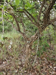 Aegiphila verticillata