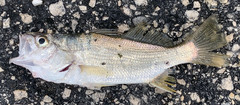 Bairdiella chrysoura