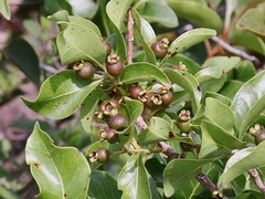 Psidium myrsinites