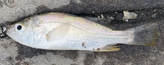 Bairdiella chrysoura