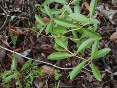 Psidium myrsinites