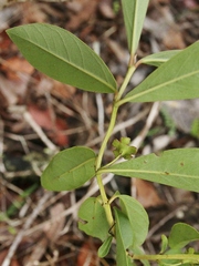 Psidium myrsinites