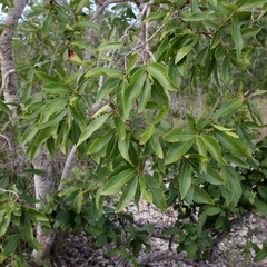 Psidium myrsinites