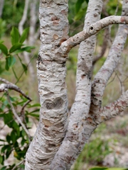 Psidium myrsinites