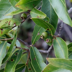 Psidium myrsinites