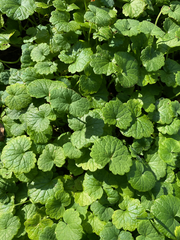 Glechoma hederacea