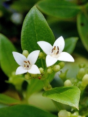 Declieuxia fruticosa