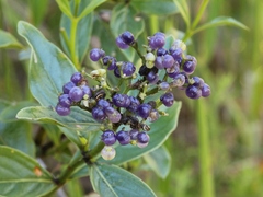 Declieuxia fruticosa