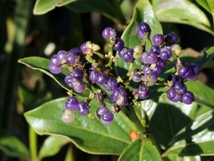 Declieuxia fruticosa