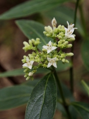 Declieuxia fruticosa