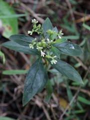 Declieuxia fruticosa