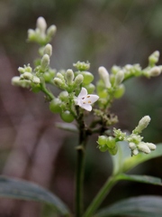 Declieuxia fruticosa