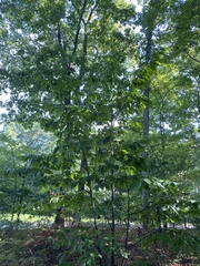 Litylenchus crenatae