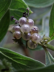 Declieuxia fruticosa