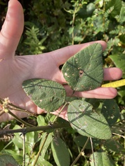 Desmodium viridiflorum