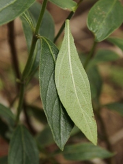 Declieuxia fruticosa