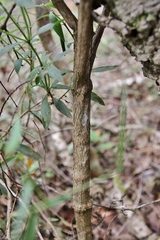 Declieuxia fruticosa
