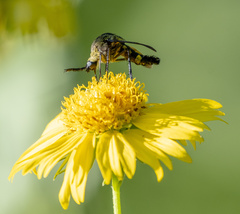 Lepidophora lepidocera