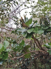 Himatanthus obovatus