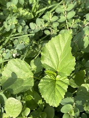 Malvastrum coromandelianum