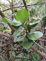 Himatanthus obovatus