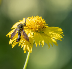 Lepidophora lepidocera