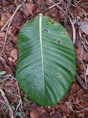 Himatanthus obovatus