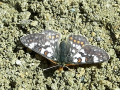 Euphydryas cynthia