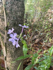 Phlox divaricata