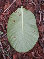 Himatanthus obovatus