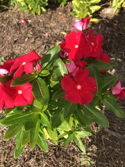 Catharanthus
