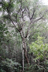 Enterolobium gummiferum