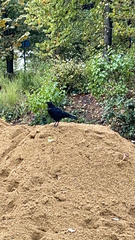 Corvus corone