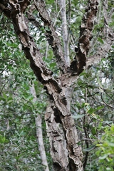 Enterolobium gummiferum
