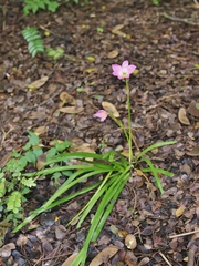 Zephyranthes carinata