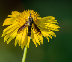 Lepidophora lepidocera