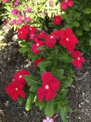 Catharanthus