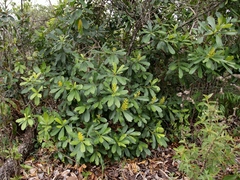 Vochysia tucanorum